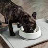imageIRIS USA 4Cup Slow Feeder Dog Bowl AntiChoking ampamp AntiSlip Puzzle Bowl for Healthy Digestion Slow Eating Dog Bowl for Short Snouted Dogs Cats ampamp Pets BPAFree PVCFree BeigeBlackWhiteGray