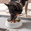 imageIRIS USA 4Cup Slow Feeder Dog Bowl AntiChoking ampamp AntiSlip Puzzle Bowl for Healthy Digestion Slow Eating Dog Bowl for Short Snouted Dogs Cats ampamp Pets BPAFree PVCFree BeigeBlackWhiteBeige