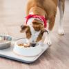 imageIRIS USA 4Cup Slow Feeder Dog Bowl AntiChoking ampamp AntiSlip Puzzle Bowl for Healthy Digestion Slow Eating Dog Bowl for Short Snouted Dogs Cats ampamp Pets BPAFree PVCFree BeigeBlackWhiteBeige