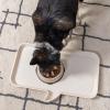 imageIRIS USA 4Cup Slow Feeder Dog Bowl AntiChoking ampamp AntiSlip Puzzle Bowl for Healthy Digestion Slow Eating Dog Bowl for Short Snouted Dogs Cats ampamp Pets BPAFree PVCFree BeigeBlackBeigeBlack