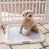 imageIRIS USA Pee Pad Holder  For Potty Training Regular Sized Dog ampamp Puppy Pee Pads Secured Latches NonSkid Feet Leak Protection Fits 22quotx22quot Pad or Larger Square Dark GrayBlue