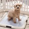 imageIRIS USA Pee Pad Holder  For Potty Training Regular Sized Dog ampamp Puppy Pee Pads Secured Latches NonSkid Feet Leak Protection Fits 22quotx22quot Pad or Larger Square Dark GrayDark Gray