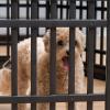 imageIRIS USA 24quot Exercise 4Panel Pet Playpen with Door and Square Training Pad Holder Set Dog Playpen ampamp Potty Pad Holder for Puppies and Small Dogs Easy Assemble Easy Storing Floor Protection BlackBlack